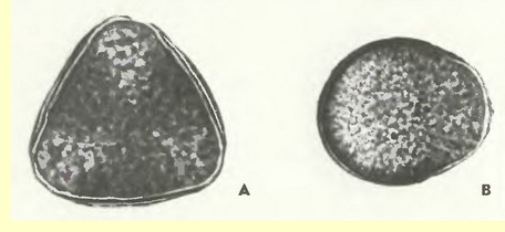 Яблоня (Pyrus malus L.)-пыльцевые зерна Яблоня (Pyrus malus L.)-пыльцевые зерна